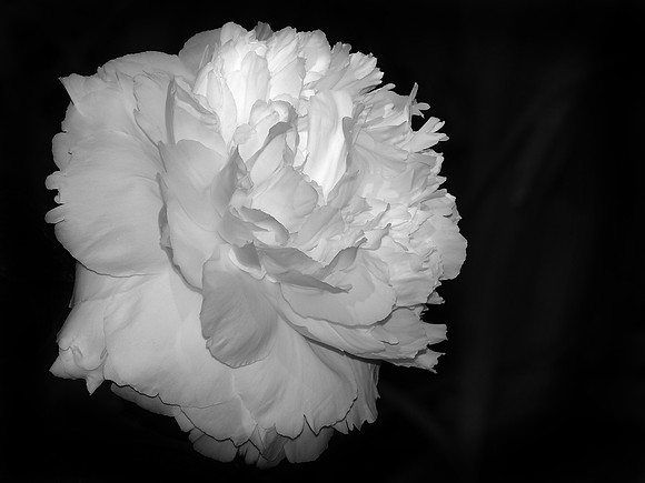 Delicate Petals