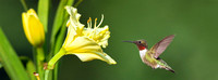 Celebrated Day of The Lily