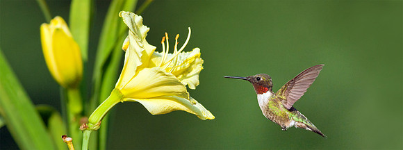 Celebrated Day of The Lily