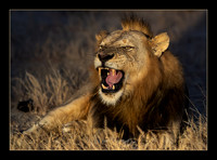Lion's Roar