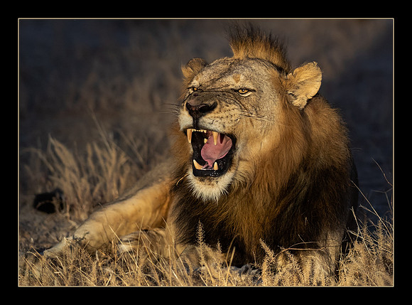 Lion's Roar