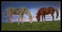Grazing