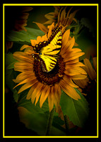 Butterfly - Sunflower
