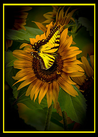 Butterfly - Sunflower
