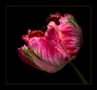 Preppy Tulip