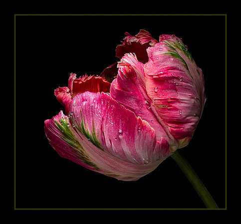 Preppy Tulip