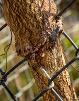 Fence One, Tree Zero