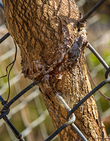 Fence One, Tree Zero