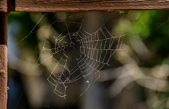 Yesterday's Web