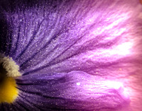 Pansy Up Close