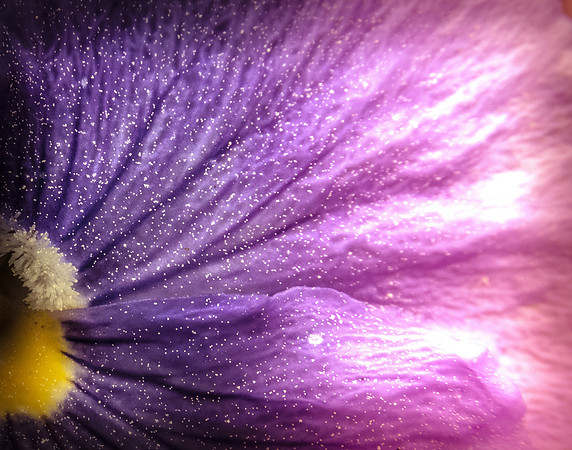 Pansy Up Close