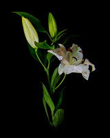 Lilium3