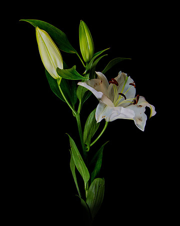 Lilium3