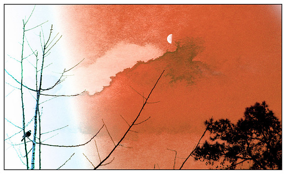 Bird, Moon, Trees
