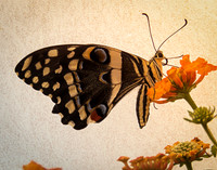 Citrus Swallowtail