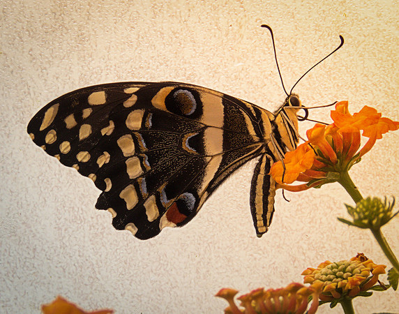 Citrus Swallowtail
