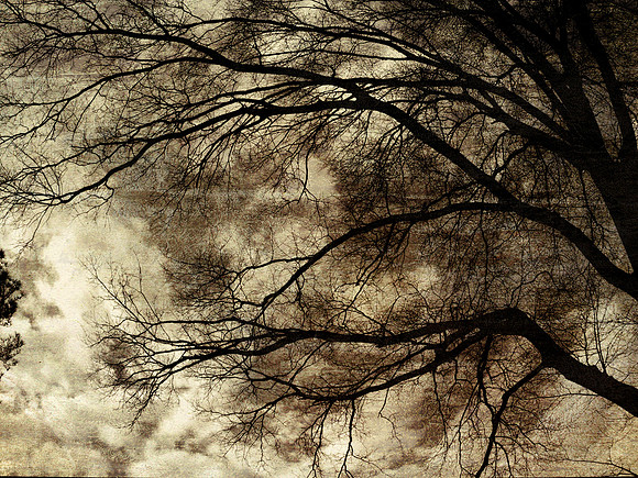 Shades of Winter