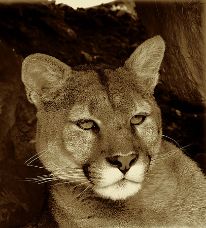 Sepia Puma