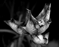 Iris 1