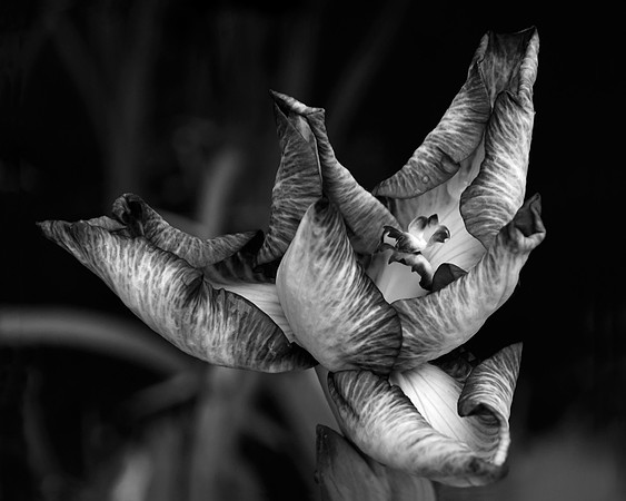 Iris 1