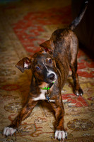 Inquisitive