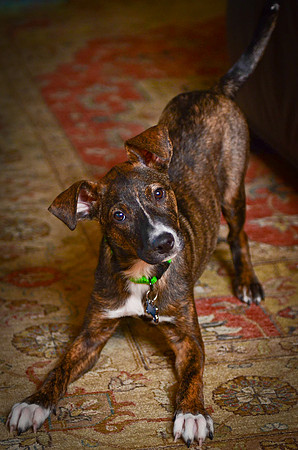 Inquisitive