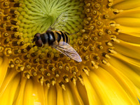 Hoverfly on Sunflower