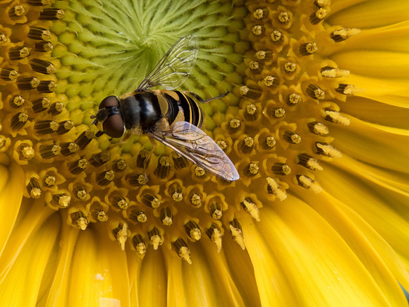 Hoverfly on Sunflower