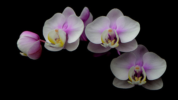 Flowering Moths