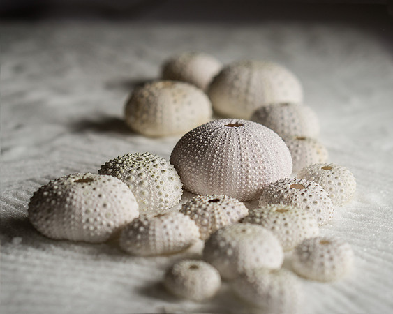 Sea Urchins