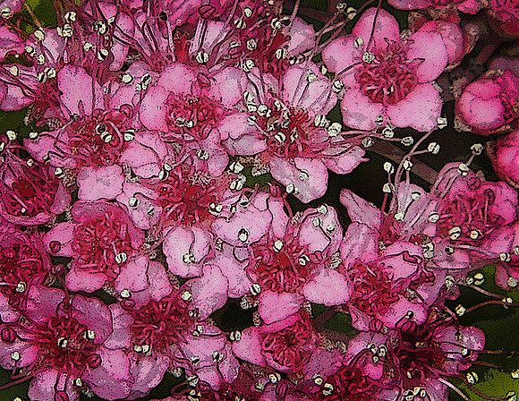 Spirea in Abstraction
