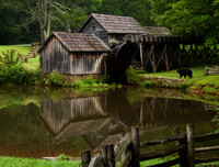 Bear at Mabry Mill