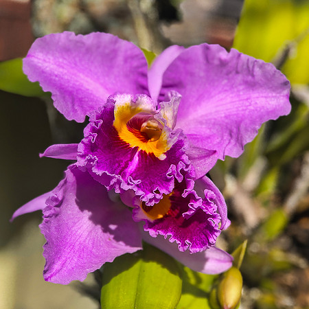 Tree orchid