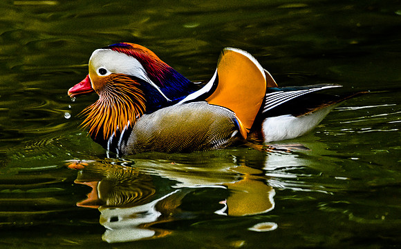 Serene Beauty