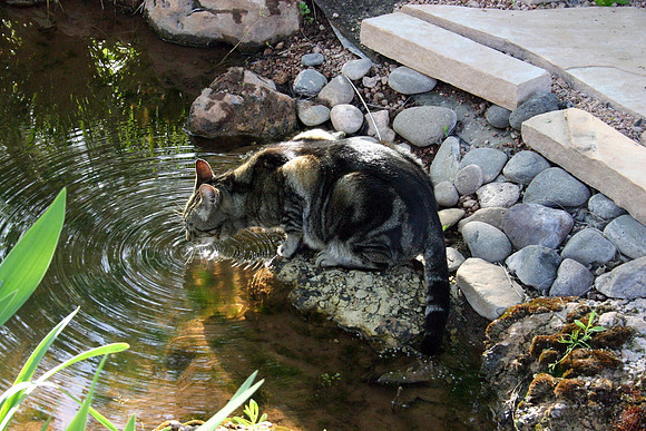 Catnap drinking water in Sedona AZ