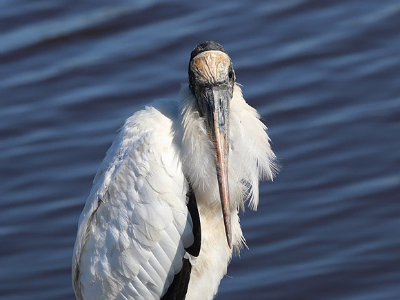 Wood Stork