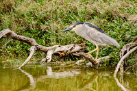 Black-crowned night heron