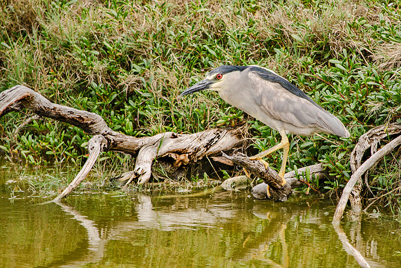 Black-crowned night heron