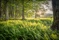 does a photogtapher shoot in the woods