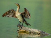 Tanzanian Cormorant