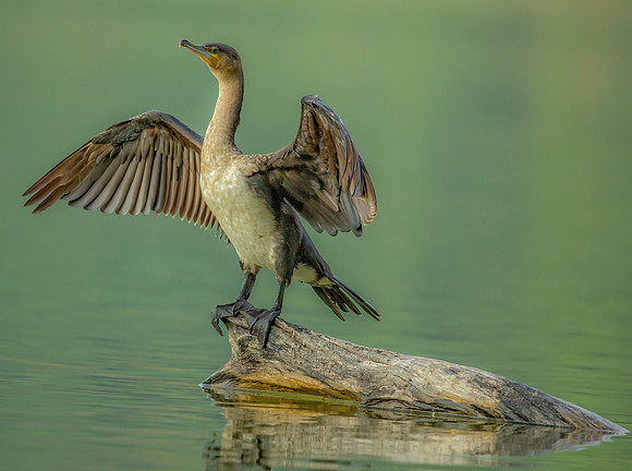 Tanzanian Cormorant