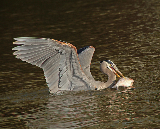 Fish for dinner