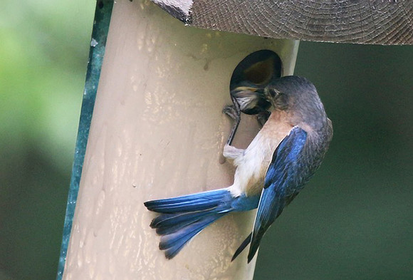 Blue Bird