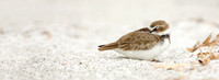 Peaceful Plover