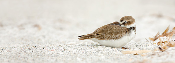 Peaceful Plover