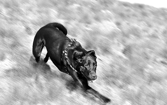Abby On The Run