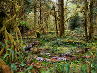 Rain Forest