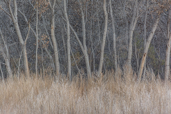 Stand of Trees