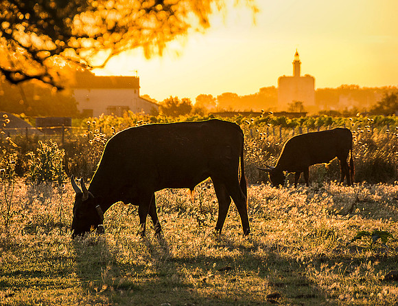 Bulls at Sunrise
