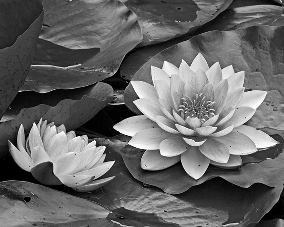 Water Lilies